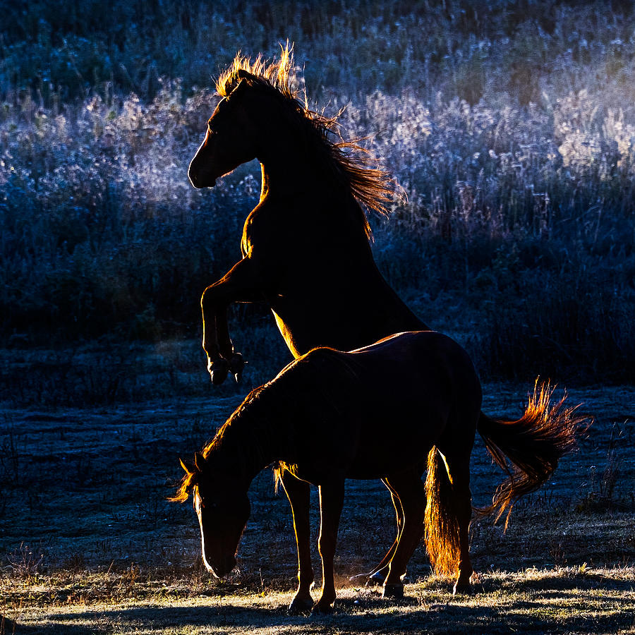Horse Photograph - Horses by Chuanxu Ren