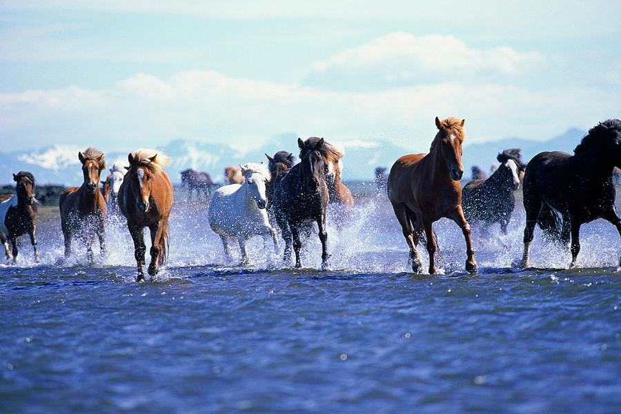 Horses Crossing River, Iceland Digital Art by Guido Cozzi