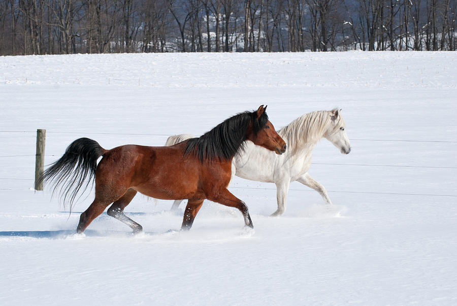 Snowy hot horse throw blanket