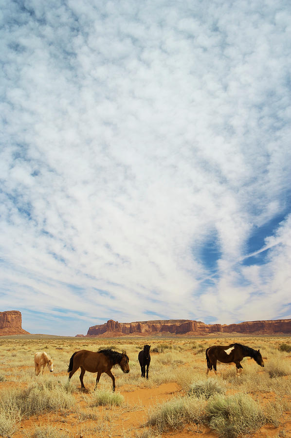 Horses Equus Caballus On Navajo Land Photograph by Enrique R. Aguirre Aves