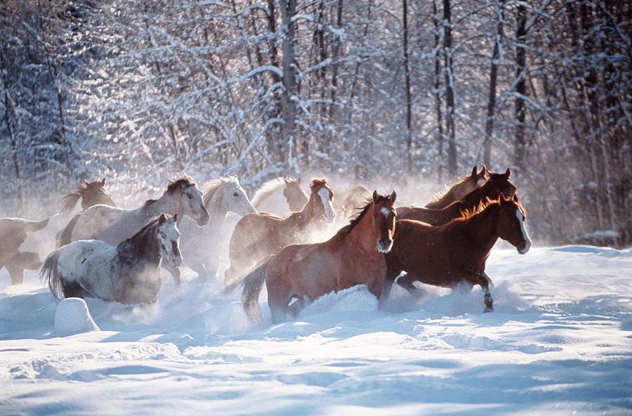 Horses Equus Caballus Running In Snow Photograph By Art Wolfe