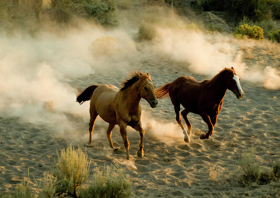 Horses Photograph by Garyalvis