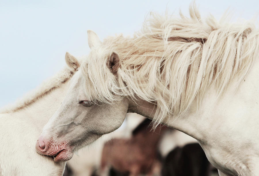Horses Photograph by Gigja Einarsdottir