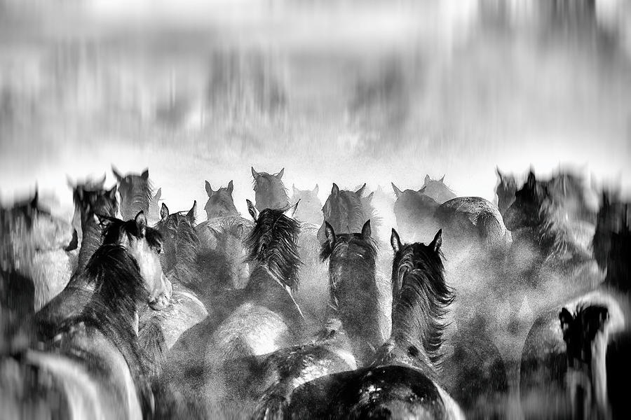 Horse Photograph - Horses by Gilcan Mete