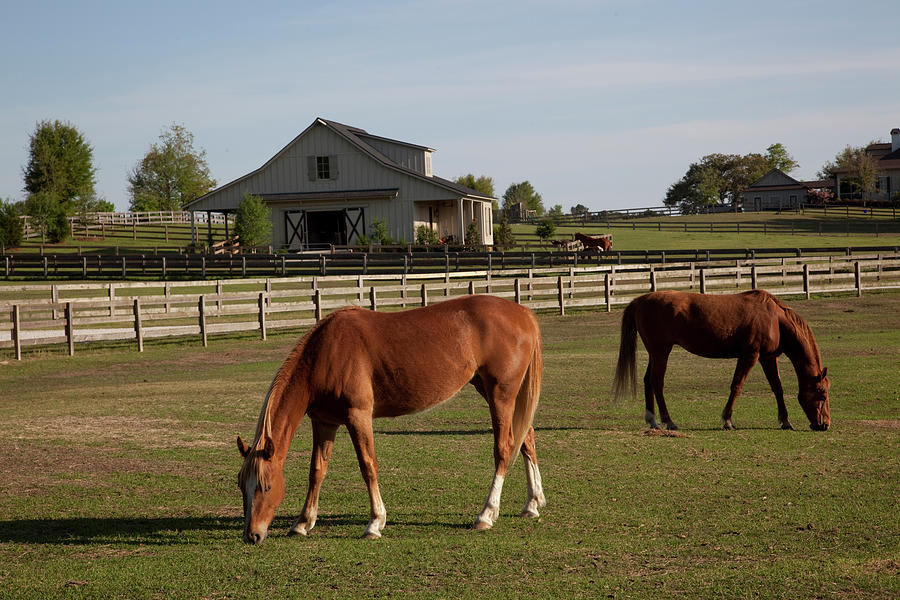 Horses Graze on Farmland in Rural Alabama Painting by Carol Highsmith