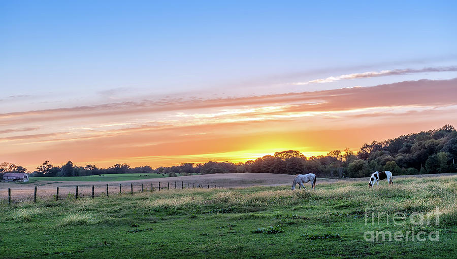 Horses graziing in a meadow on a rural Maryland farm at sunset. Photograph by Patrick Wolf