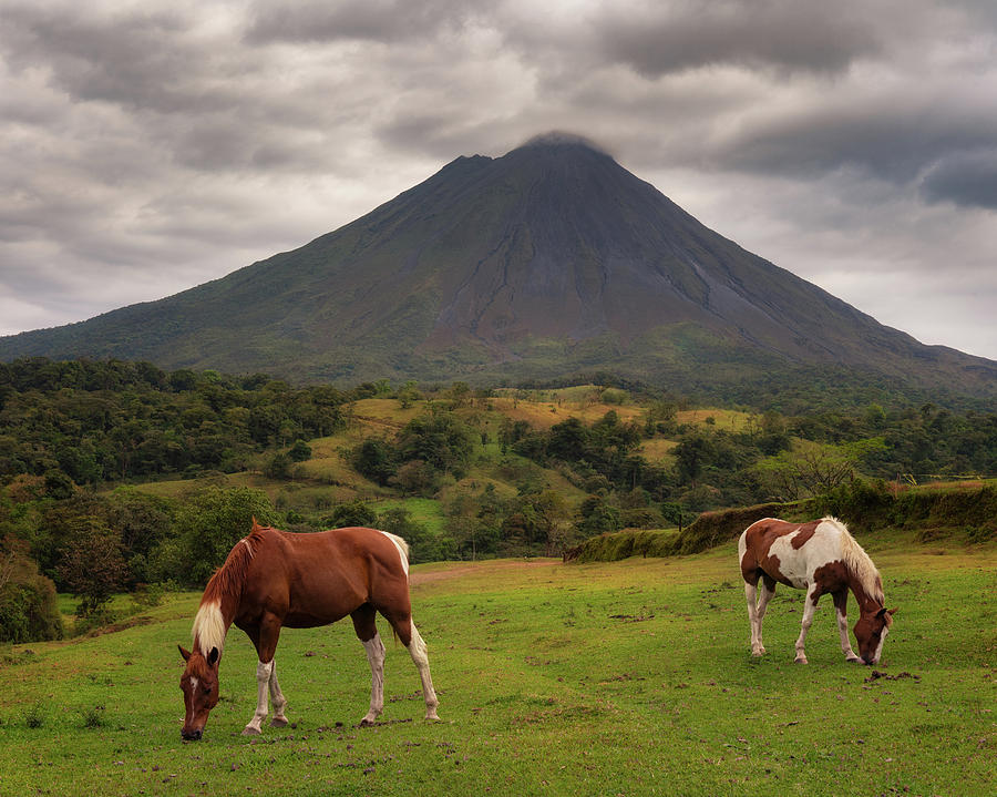 Horses Grazing at La Fortuna Photograph by Darylann Leonard Photography