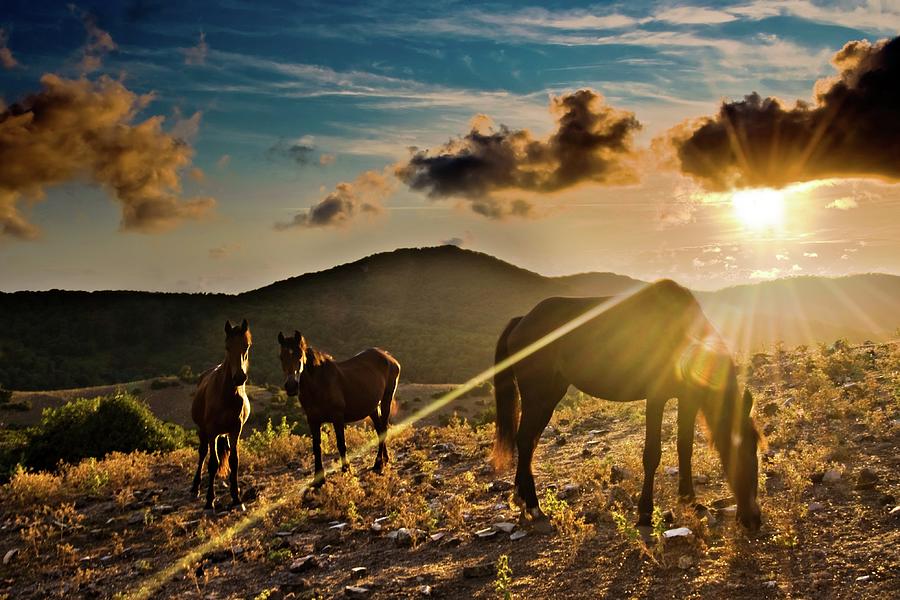 Horses Grazing At Sunset Photograph by Finasteride