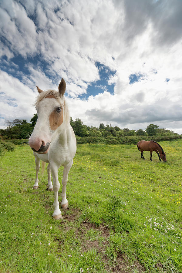 Horses Grazing In A Field Photograph by John Short / Design Pics