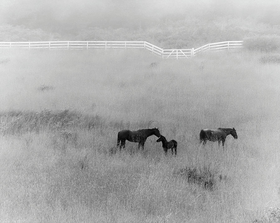 Horses Grazing In A Field Photograph by Monte Nagler