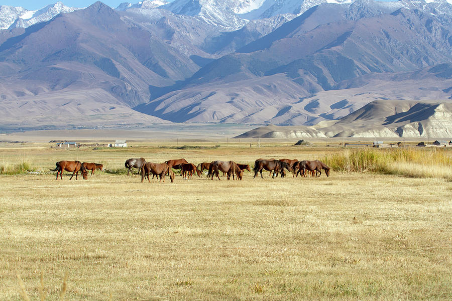 Horses grazing in alpine meadow, Kyrgyzstan Photograph by Karen Foley