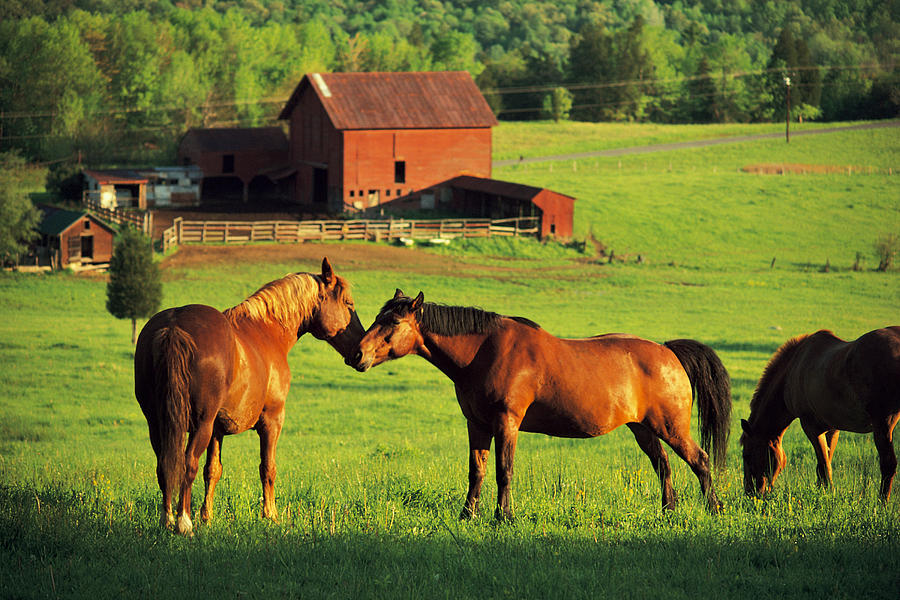 Horses Grazing In Sunny Pasture Photograph by Comstock