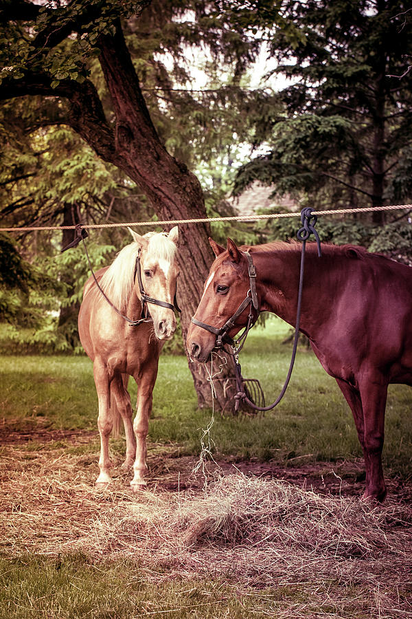 Horses Grazing Photograph by Karen Varnas