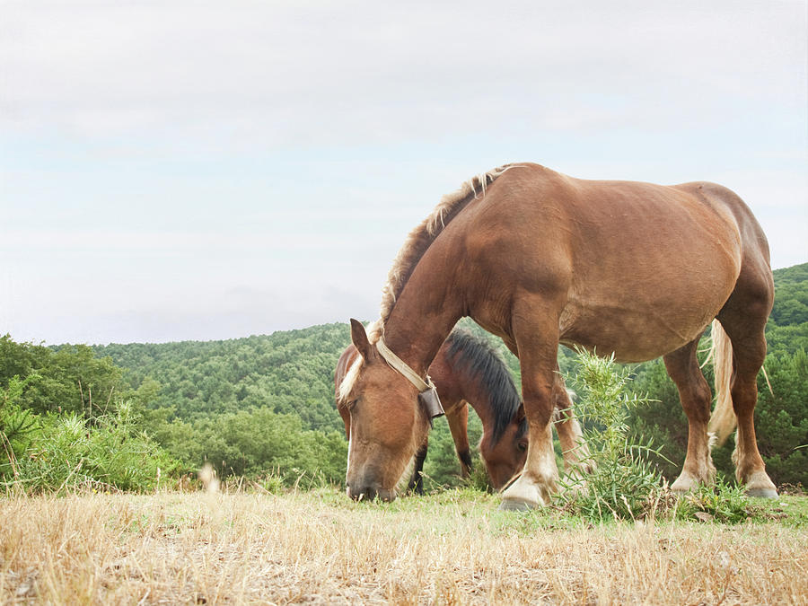 Horses Grazing On A Meadow Photograph by Carlos Ciudad Photography