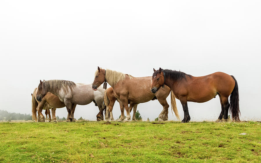 Horses Photograph by Henrique Feliciano Photography