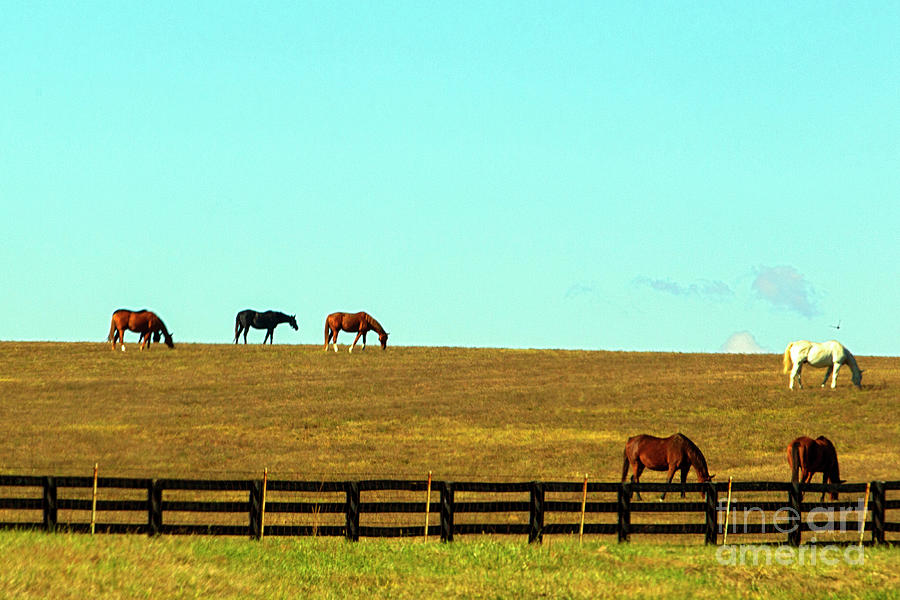 Horses in a pasture on a small rise 0663 Photograph by Alan Look | Fine ...