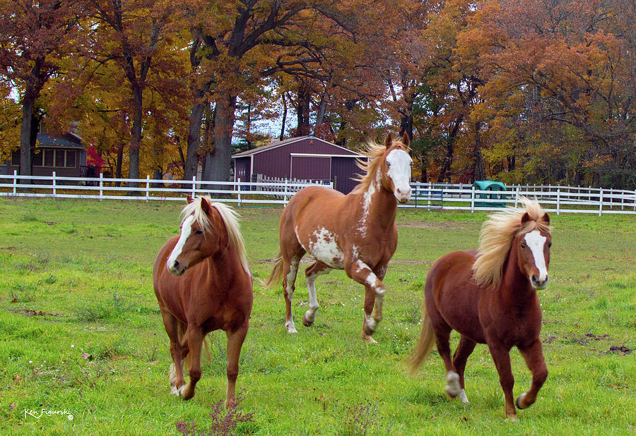 Horses In Autumn Closeup Photograph by Ken Figurski