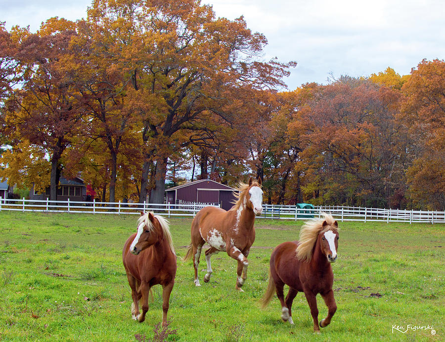 Horses In Autumn Cropped Photograph by Ken Figurski