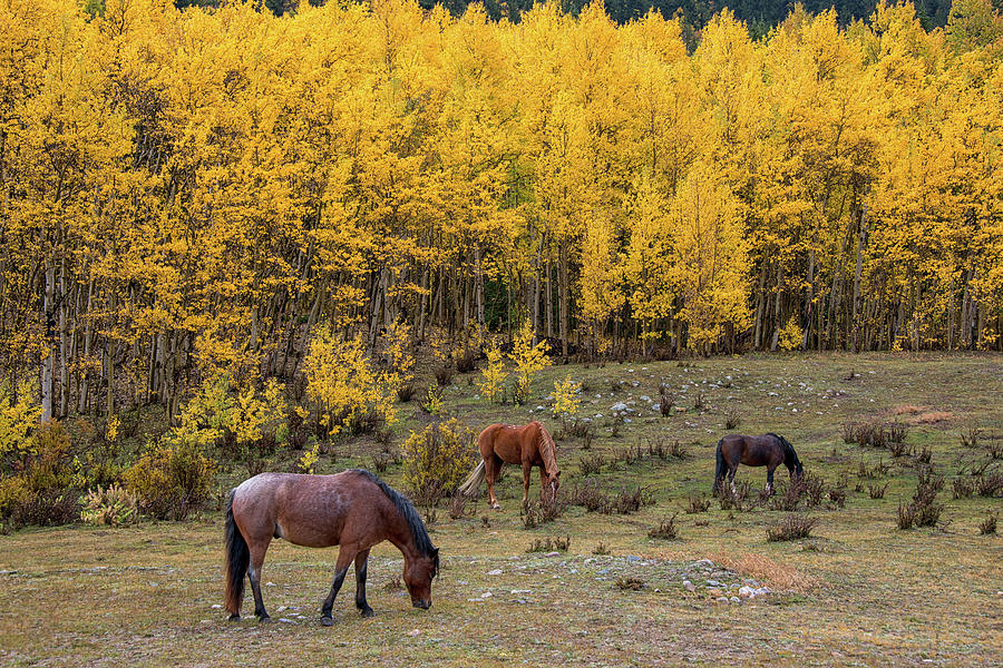 Horses in Autumn by Darlene Bushue Horses in Autumn by Darlene Bushue