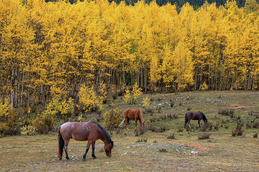 Horses in Autumn Photograph by Darlene Bushue