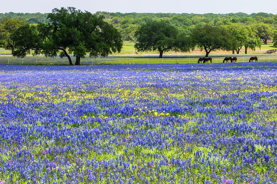 Horses In Bluebonnets II Photograph by Johnny Boyd