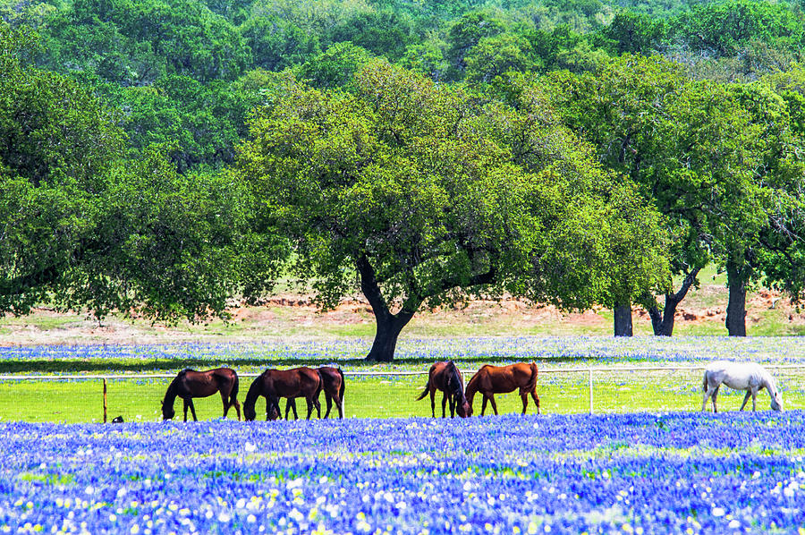 Horses In Bluebonnets III Photograph by Johnny Boyd