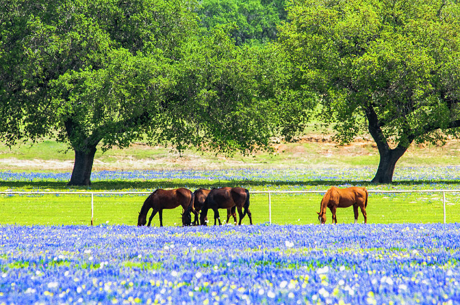 Horses In Bluebonnets IV Photograph by Johnny Boyd