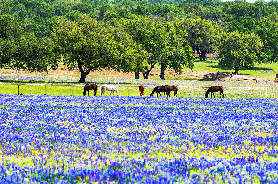 Horses In Bluebonnets Photograph by Johnny Boyd