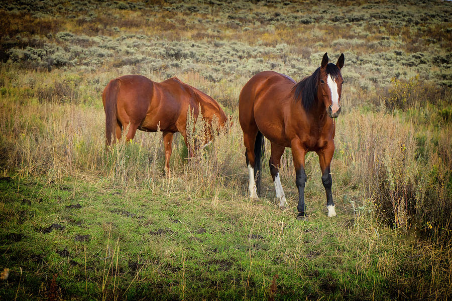 Horses in Colorado DSC07422 Photograph by Greg Kluempers