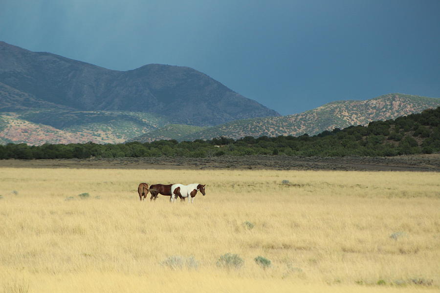Horses In Field In Utah Photograph