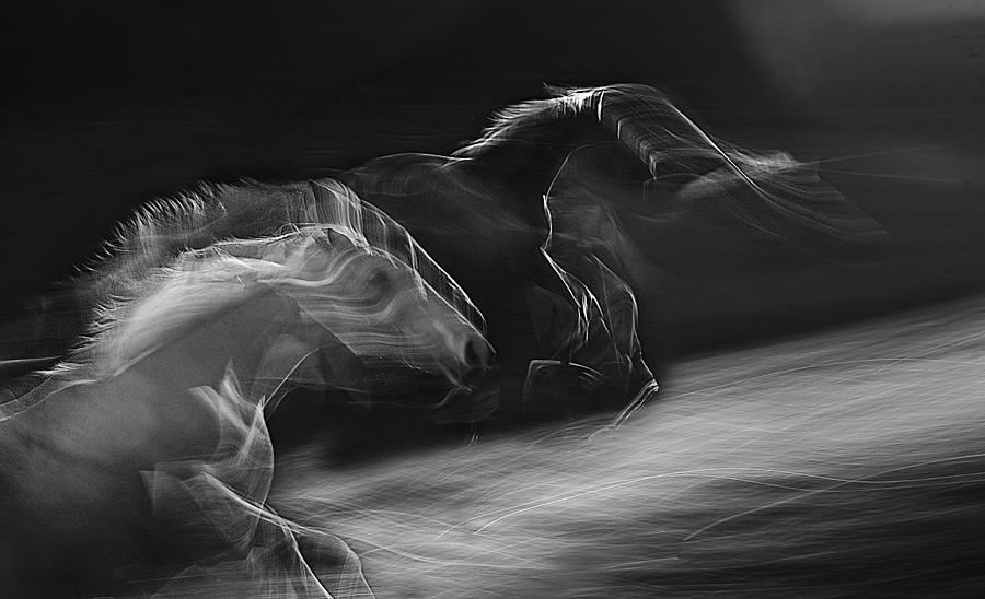 Horses In Gallop Photograph by Milan Malovrh