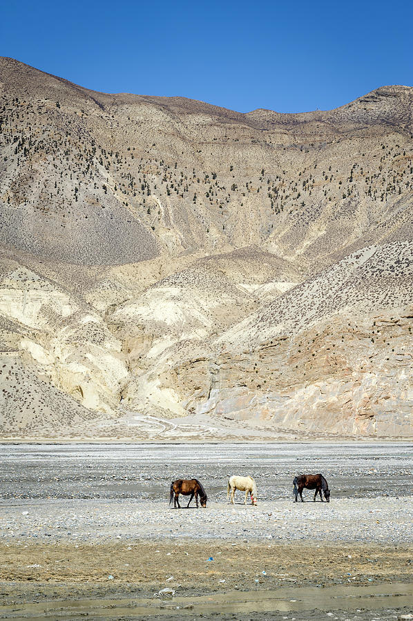 Horses In Himalaya Mountains Photograph by Jacek Kadaj