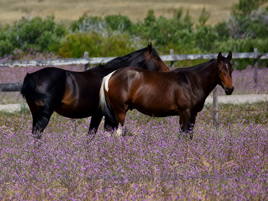 Sleek Horses in Knapweed Photograph by Tracey Vivar