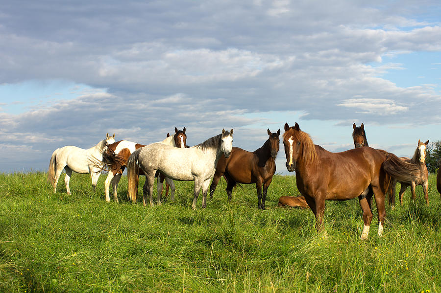 Horses In Lush Summer Pasture Photograph by Simplycreativephotography