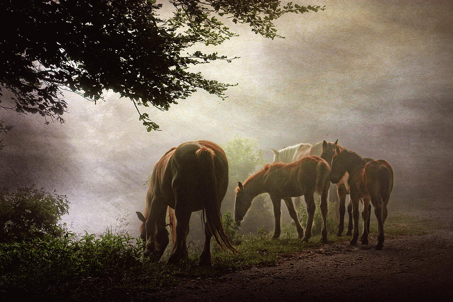 Horses In Morning Mist Photograph by Christiana Stawski