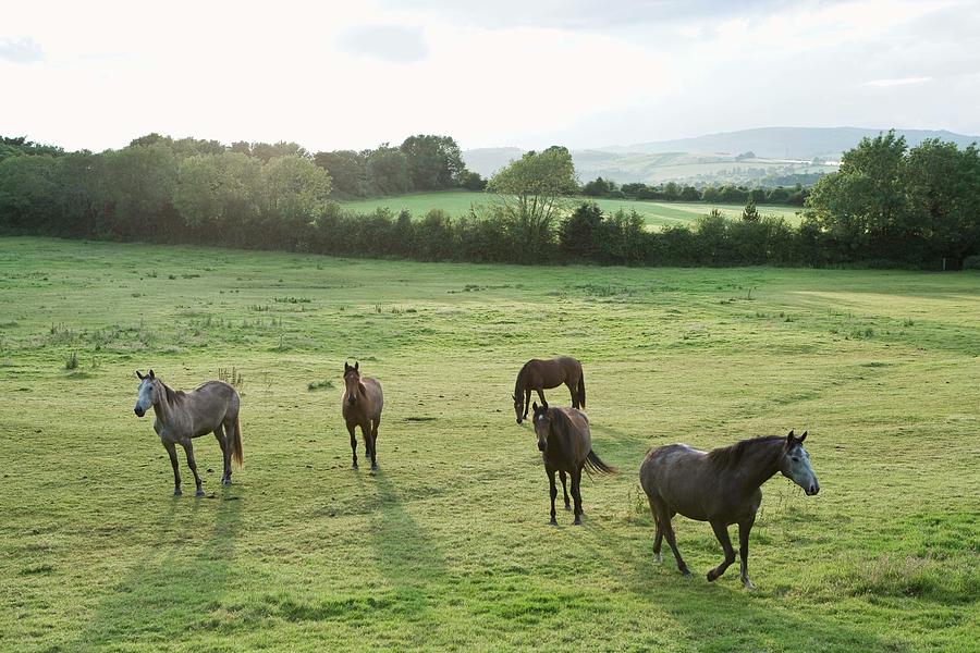 Horses In Pasture,  Ireland Photograph by Jupiterimages