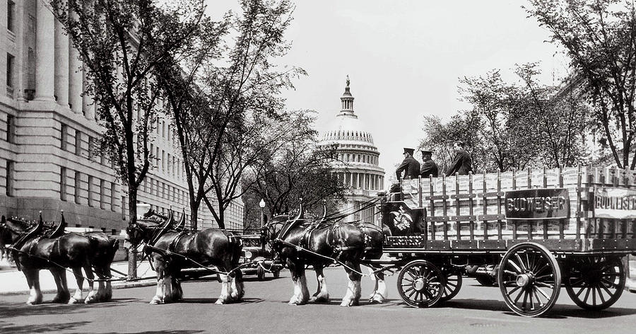 Horses In Prohibition  - Washington D.C. - Budweiser Clydesdale  Photograph by Doc Braham