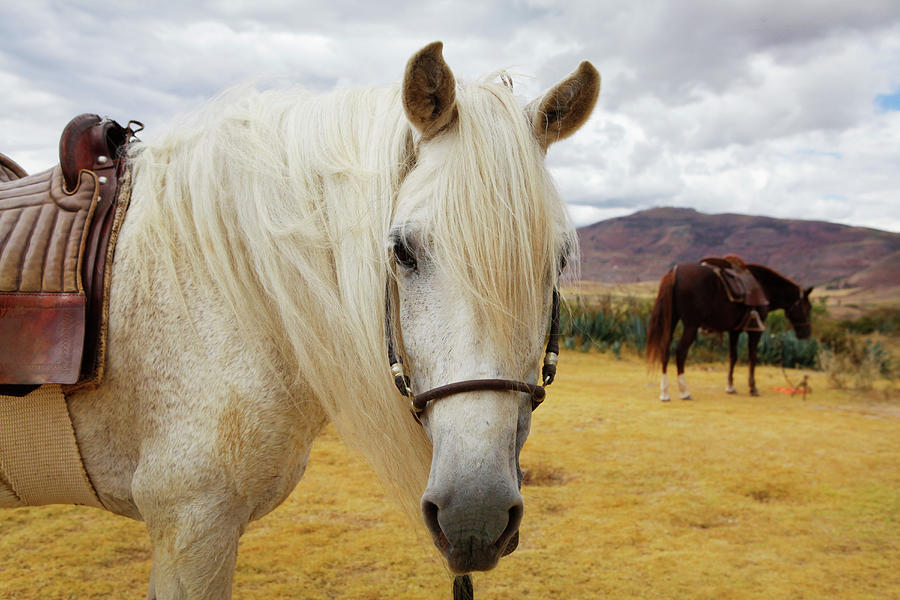 Horses In Sacred Valley, Peru Photograph by Holly Wilmeth