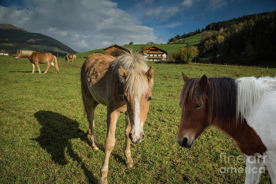 Horses in Sarntal Mixed Media by Eva Lechner