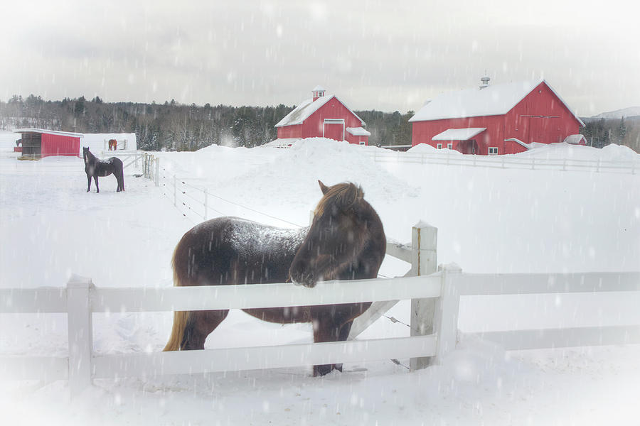 Horses in Snow - Vermont Winter Art Photograph by Joann Vitali