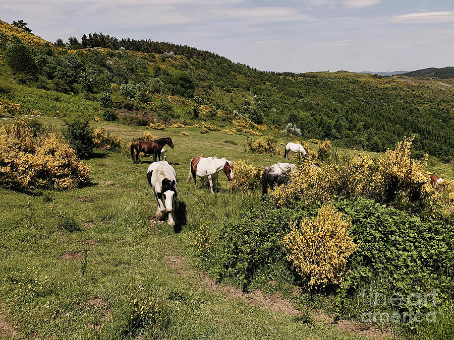 Horses In The Ardeche, France Photograph by Morgan Dejoux