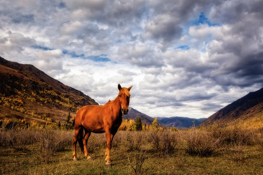 Horses In The Autumn Landscape Photograph by Wan Ru Chen