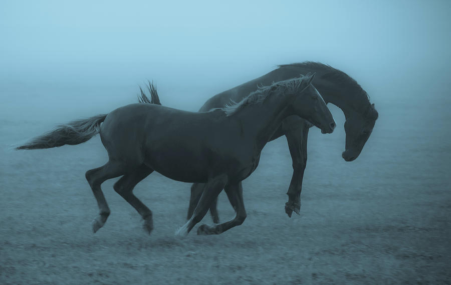 Horses In The Fog Photograph by Allan Wallberg