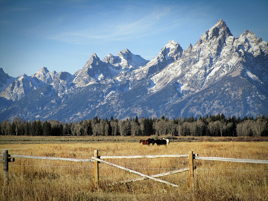 Horses in the Grand Tetons, WY Photograph by Melanie Polyanchek - Fine ...