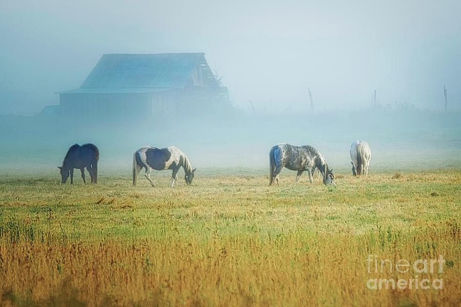 Horses in the Mist Photograph by John Fabina