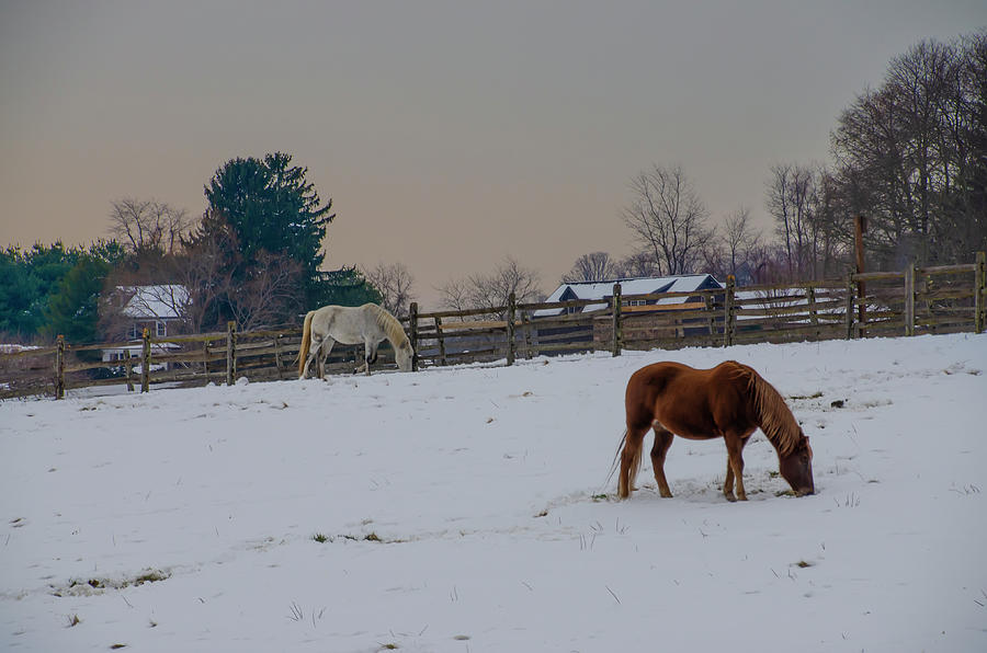 Horses in the Snow - Chester County Pennsylvania Photograph by Bill Cannon