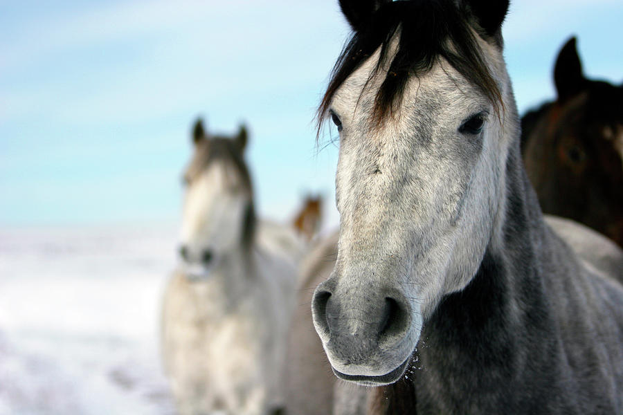 Horses In The Snow Photograph by Lori Andrews