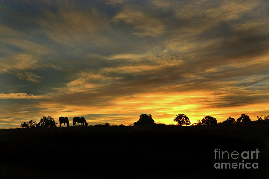 Horses In The Sunset With Southwestern Colors In The Sky Photograph By