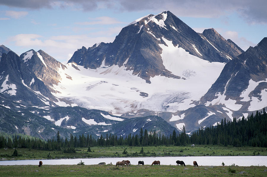 Horses In Tonquin Valley, Jasper Photograph by Art Wolfe Horses In Tonquin Valley, Jasper Photograph by Art Wolfe