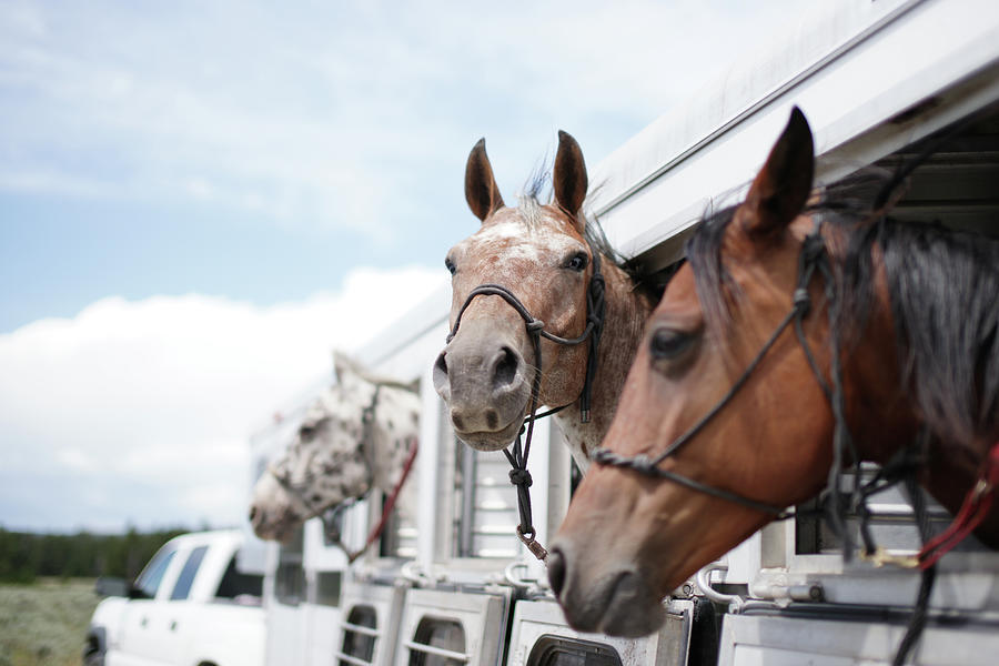 Horses In Trailer Photograph by Jhillphotography